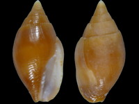 Nebularia fastigium