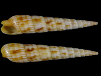 Variation217969