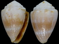 Conus miliaris