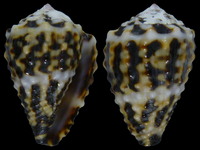Variation418040