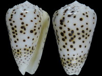 Conus pulicarius