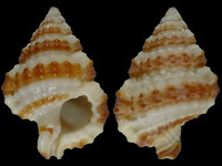 Gyrineum gyrinum