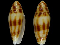 Conus mitratus