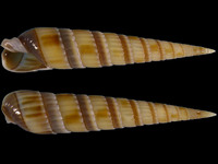 Variation219091