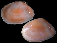 Variation419248