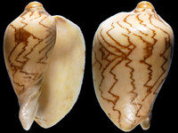 Cymbiola nobilis