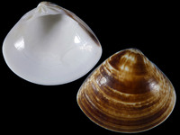 Variation419334