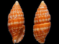 Vexillum consanguineum