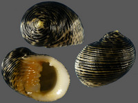 Nerita undata