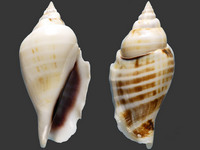 Gibberulus gibbosus