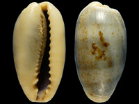 Variation319481