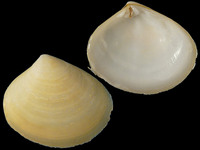 Davila plana