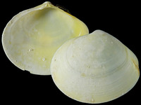 Arcopaginula inflata