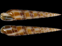 Duplicaria raphanula