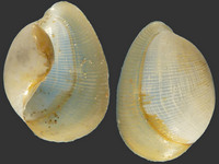 Bullacta caurina