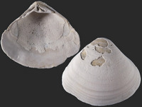 Variation219948