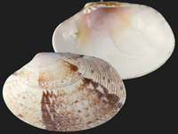 Variation320038
