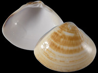 Variation320094