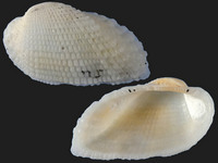 Variation220255