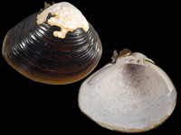 Corbicula fluminea