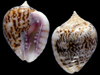 Euplica turturina