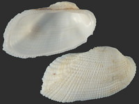 Variation320740