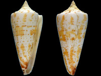 Variation320780