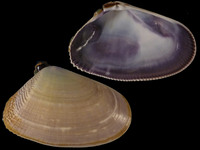 Donax serra