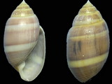 Variation32850