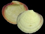 3074