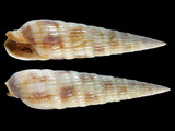 Variation43997