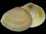 Variation24757