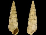 Variation3499