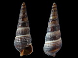 Variation25254