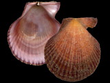 Mimachlamys asperrina