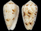 Conus zeylanicus