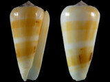 Conus mascarenensis