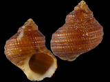Variation25889