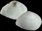 Variation35954