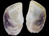 Isognomon bicolor