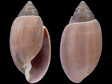 Variation26421