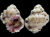 Variation26584