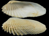 Petricola pholadiformis
