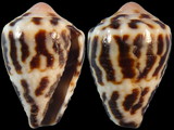 Variation37568