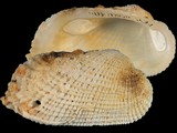 Variation47805