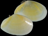 Scissulina dispar