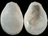 Ctenoides lischkei