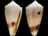 Conus varius
