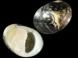 Variation28611