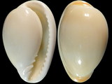 Marginella lilacina